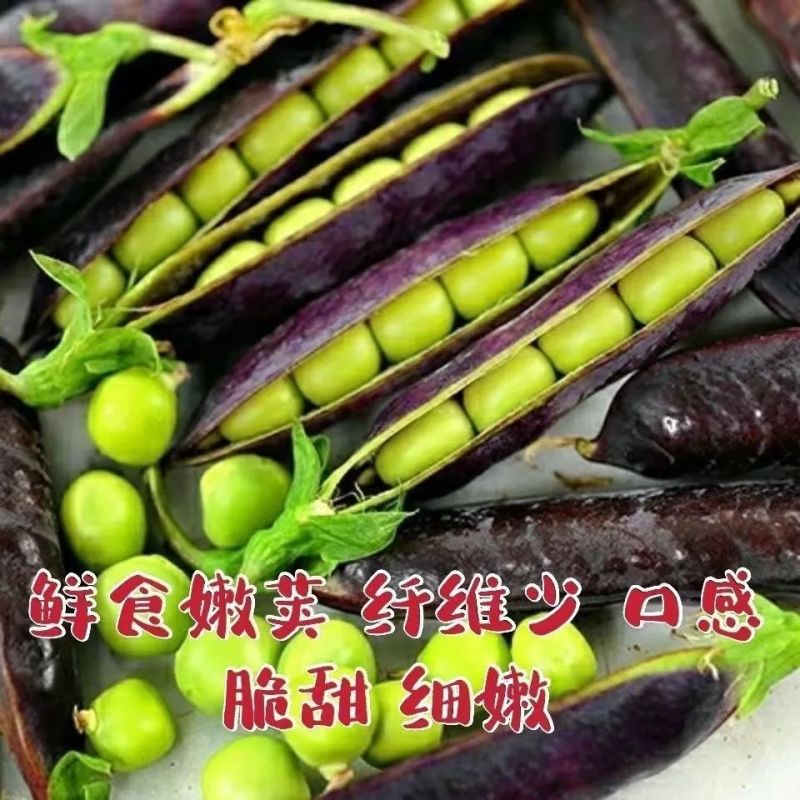 紫薇甜豌豆种子可鲜食红花荷兰豆紫色豌豆种籽脆嫩爽口硬荚