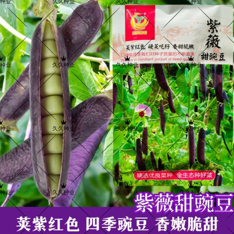 紫薇甜豌豆种子可鲜食红花荷兰豆紫色豌豆种籽脆嫩爽口硬荚