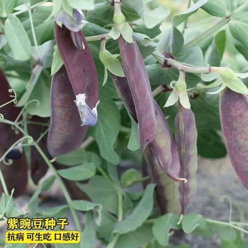 紫薇甜豌豆种子可鲜食红花荷兰豆紫色豌豆种籽脆嫩爽口硬荚