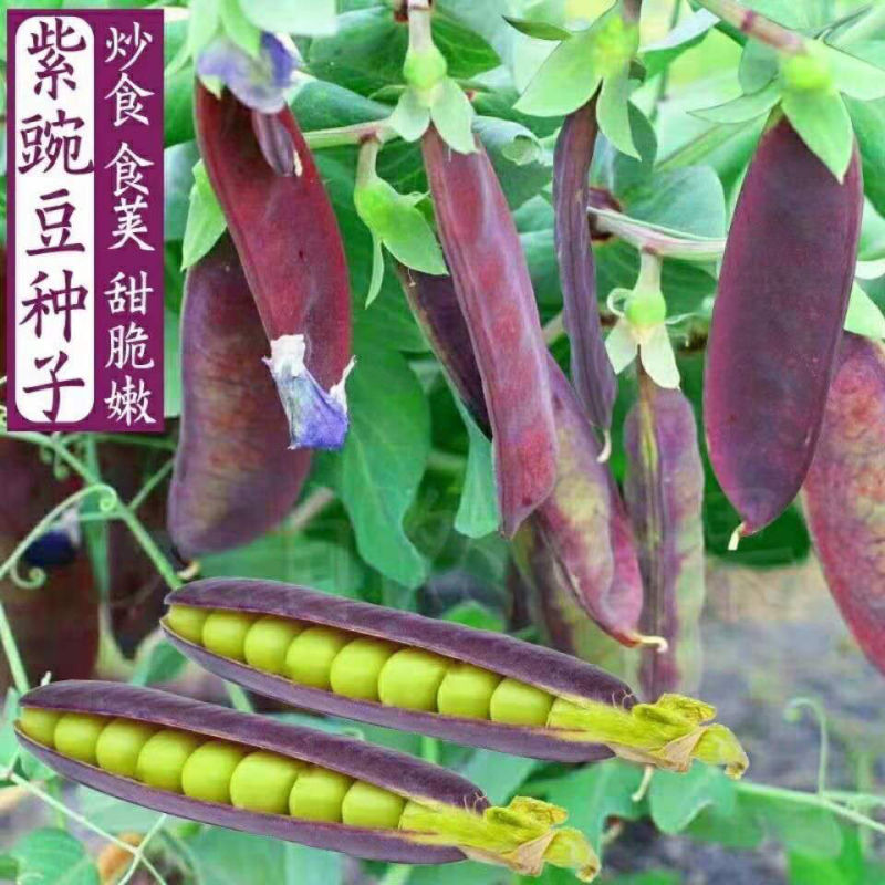 紫薇甜豌豆种子可鲜食红花荷兰豆紫色豌豆种籽脆嫩爽口硬荚