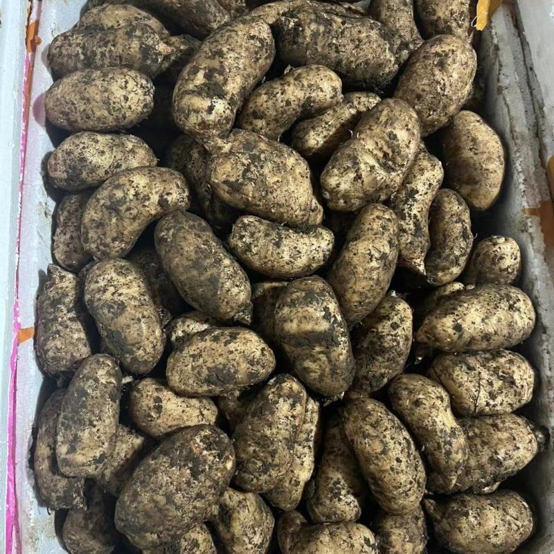 鲜天麻