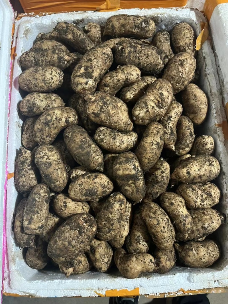 鲜天麻