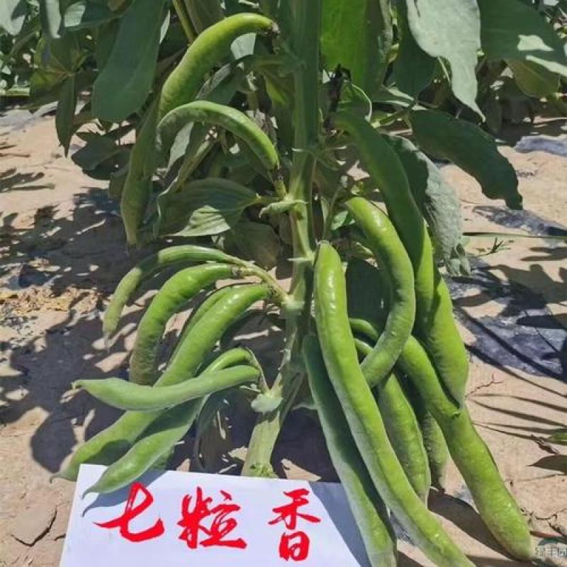 七粒香蚕豆种子高产大粒蚕豆罗汉豆种子耐寒秋冬播种胡豆蔬菜