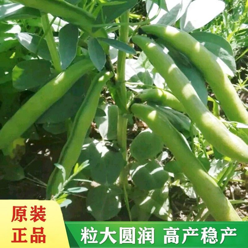 七粒香蚕豆种子高产大粒蚕豆罗汉豆种子耐寒秋冬播种胡豆蔬菜