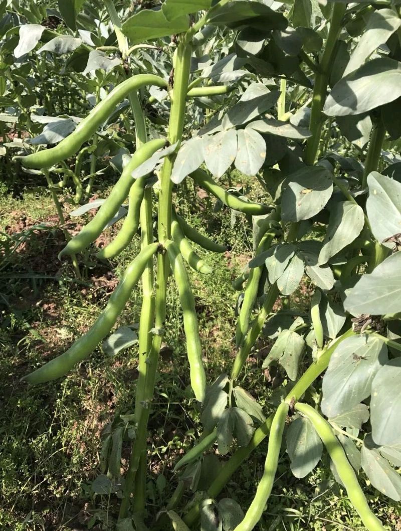 七粒香蚕豆种子高产大粒蚕豆罗汉豆种子耐寒秋冬播种胡豆蔬菜