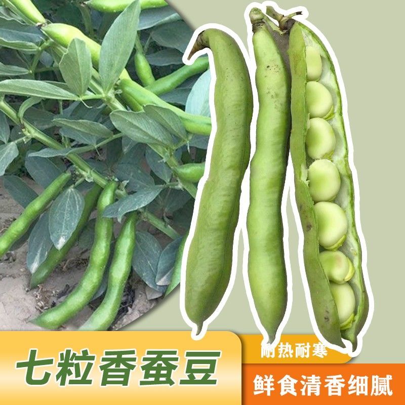 七粒香蚕豆种子高产大粒蚕豆罗汉豆种子耐寒秋冬播种胡豆蔬菜