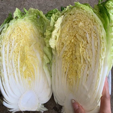 精品大白菜