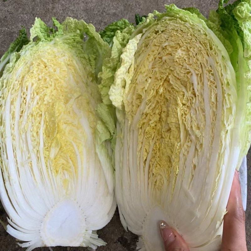 精品大白菜