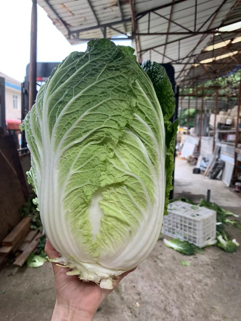 精品大白菜