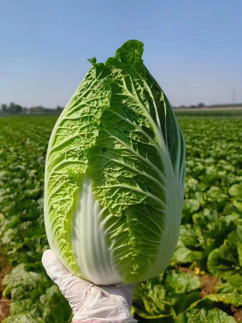 精品大白菜