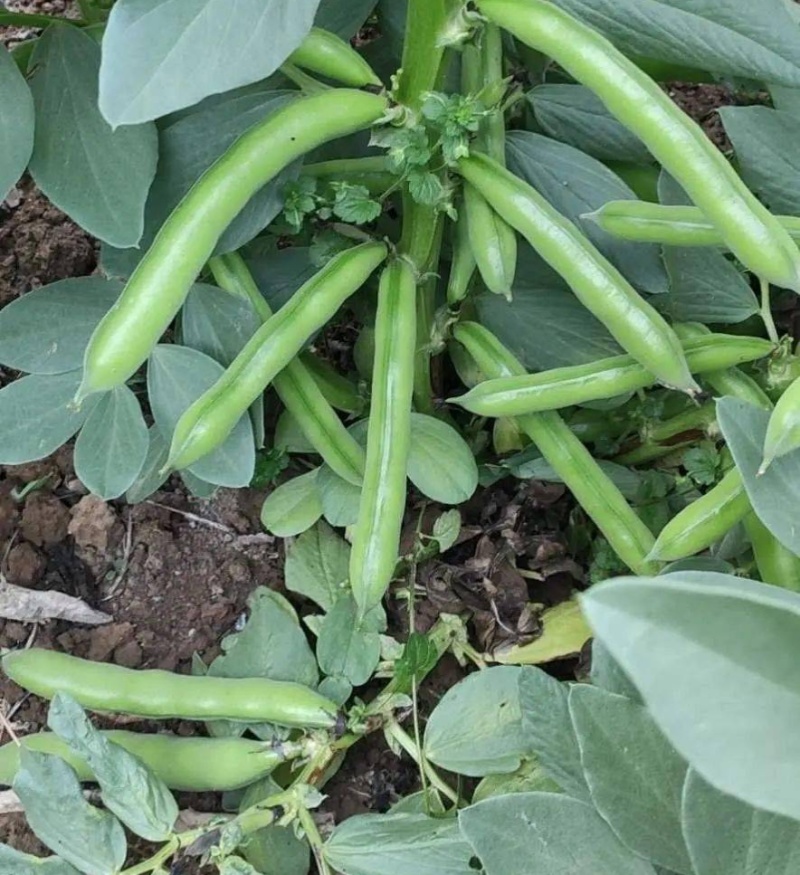 嘉禾蚕豆种子荚长粒多优质高产农家春季秋季播种蔬菜蚕豆胡豆