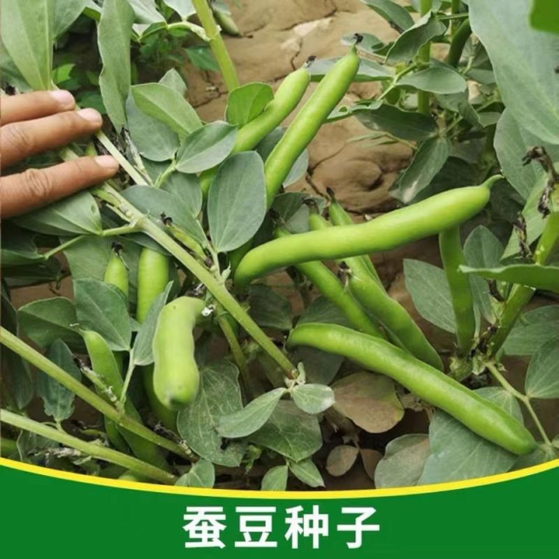 嘉禾蚕豆种子荚长粒多优质高产农家春季秋季播种蔬菜蚕豆胡豆