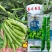 嘉禾蚕豆种子荚长粒多优质高产农家春季秋季播种蔬菜蚕豆胡豆