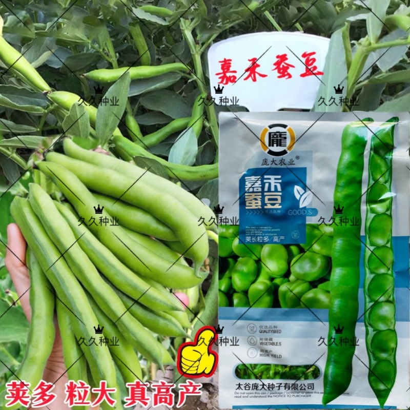 嘉禾蚕豆种子荚长粒多优质高产农家春季秋季播种蔬菜蚕豆胡豆