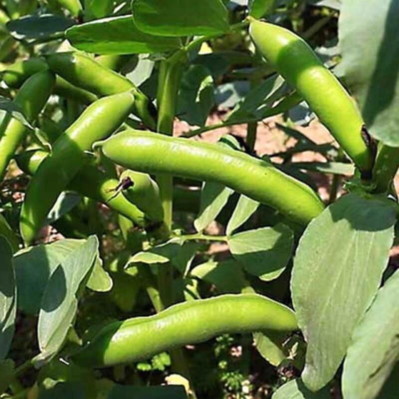 大志蚕豆种子非转基因高产蚕豆种籽耐寒抗病农家菜园大田用种