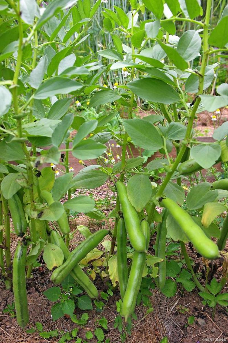 大志蚕豆种子非转基因高产蚕豆种籽耐寒抗病农家菜园大田用种