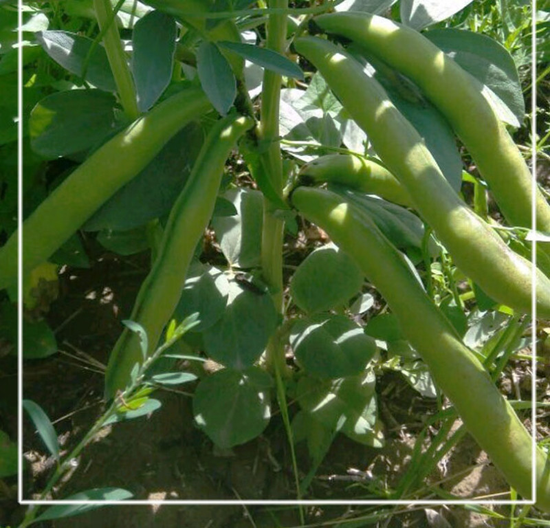 大志蚕豆种子非转基因高产蚕豆种籽耐寒抗病农家菜园大田用种