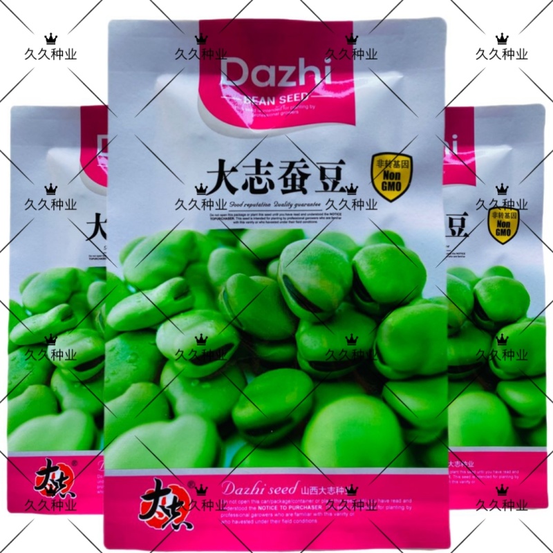 大志蚕豆种子非转基因高产蚕豆种籽耐寒抗病农家菜园大田用种
