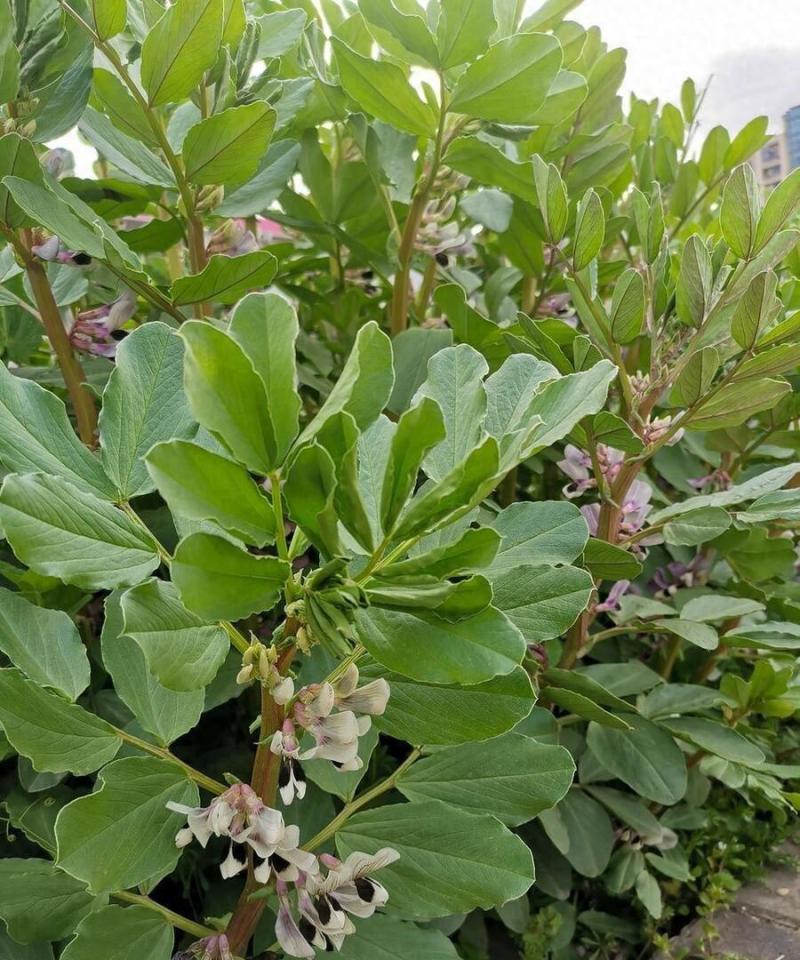 大志蚕豆种子非转基因高产蚕豆种籽耐寒抗病农家菜园大田用种