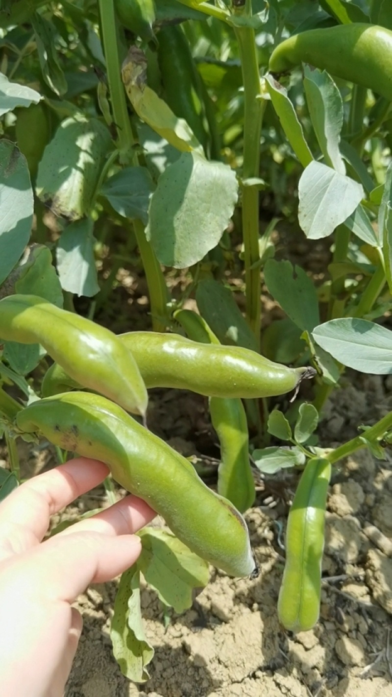 大志蚕豆种子非转基因高产蚕豆种籽耐寒抗病农家菜园大田用种