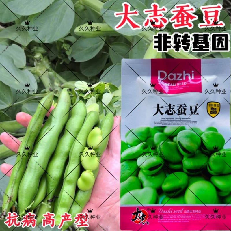 大志蚕豆种子非转基因高产蚕豆种籽耐寒抗病农家菜园大田用种
