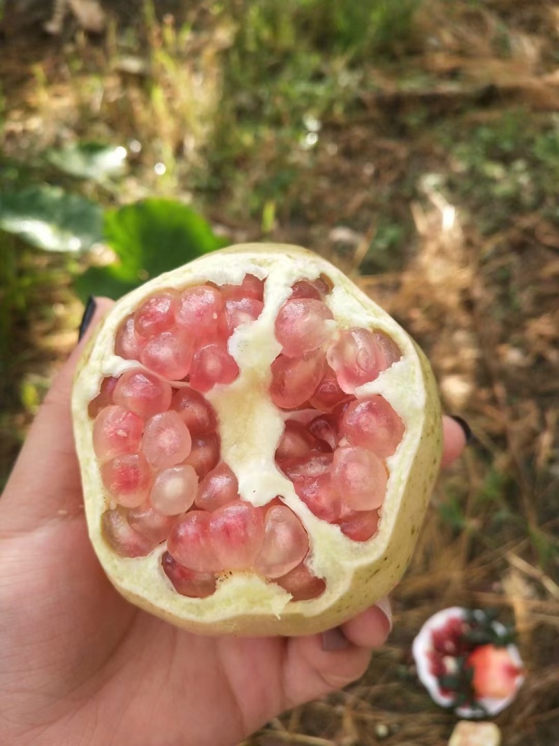 老树百年品牌。云南蒙自甜石榴（水晶玛瑙石榴）上市中，