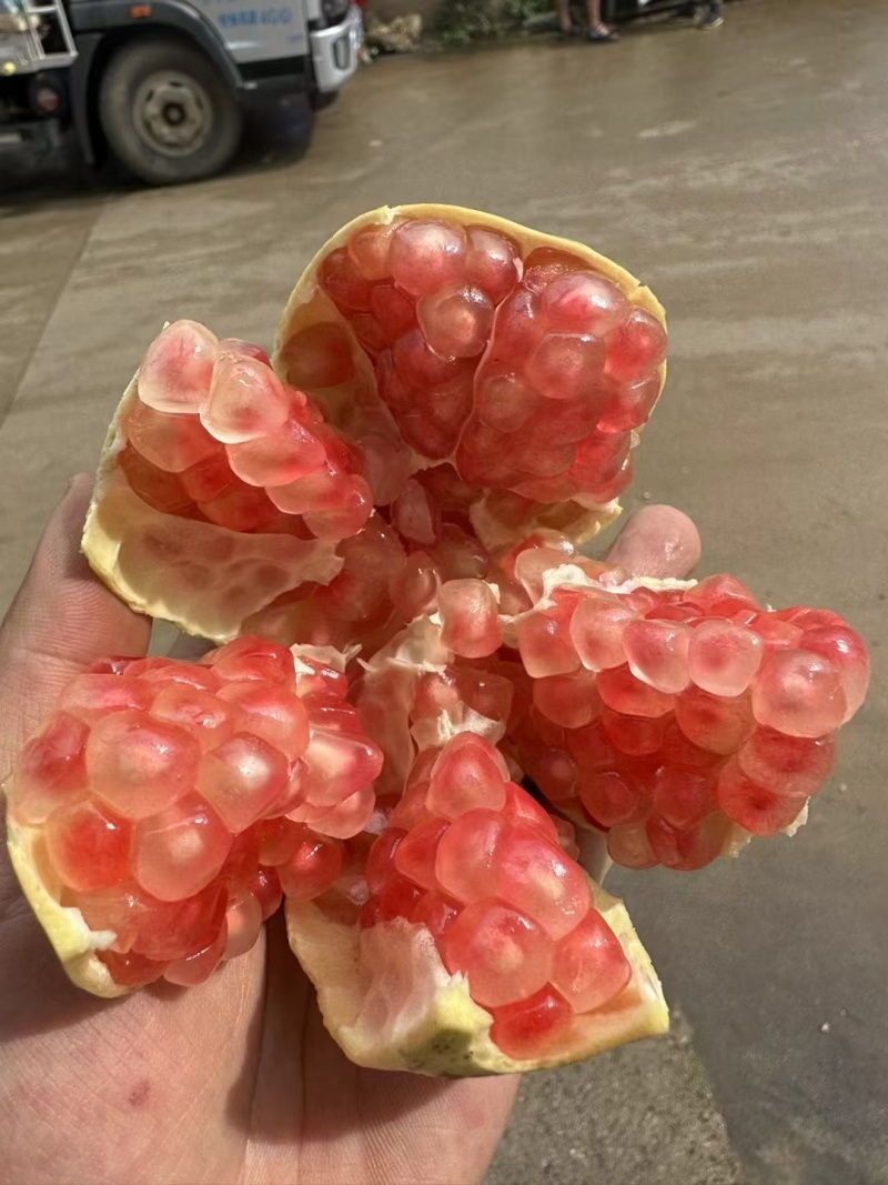 老树百年品牌。云南蒙自甜石榴（水晶玛瑙石榴）上市中，