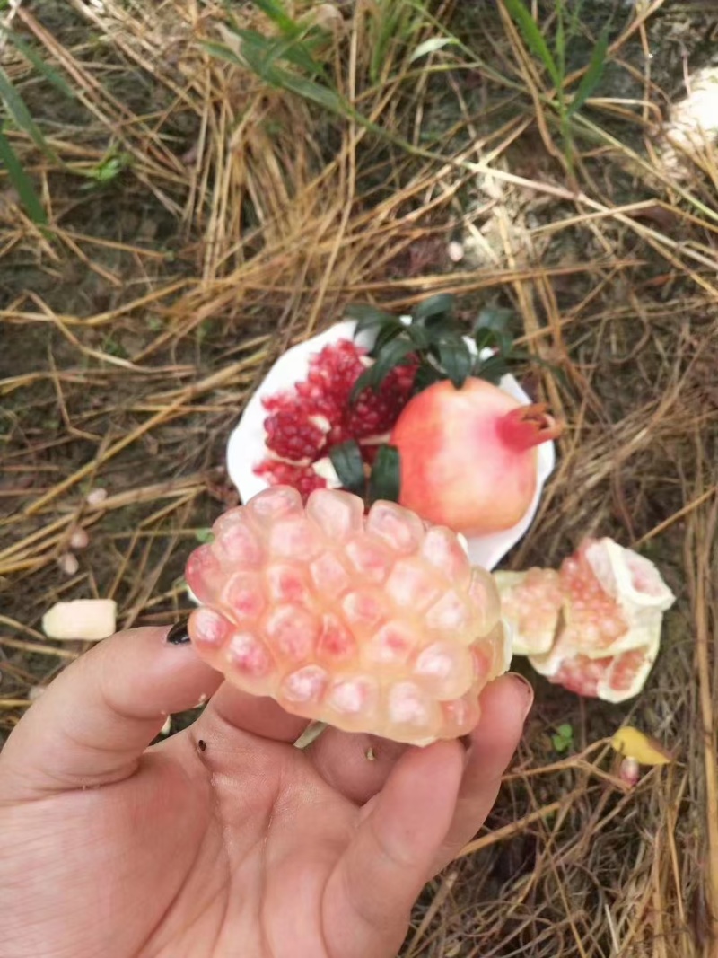 老树百年品牌。云南蒙自甜石榴（水晶玛瑙石榴）上市中，