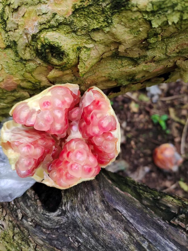 老树百年品牌。云南蒙自甜石榴（水晶玛瑙石榴）上市中，