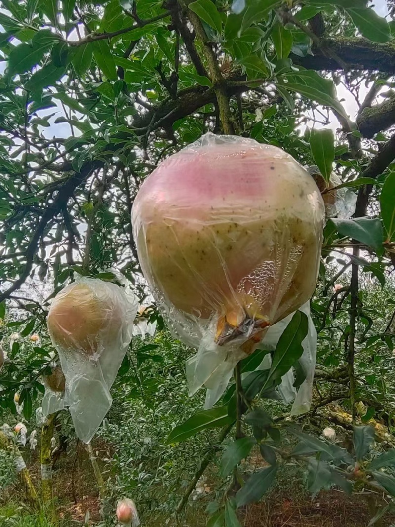 老树百年品牌。云南蒙自甜石榴（水晶玛瑙石榴）上市中，