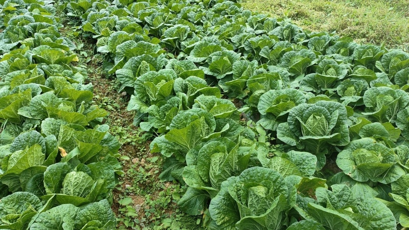 重庆市巫溪县