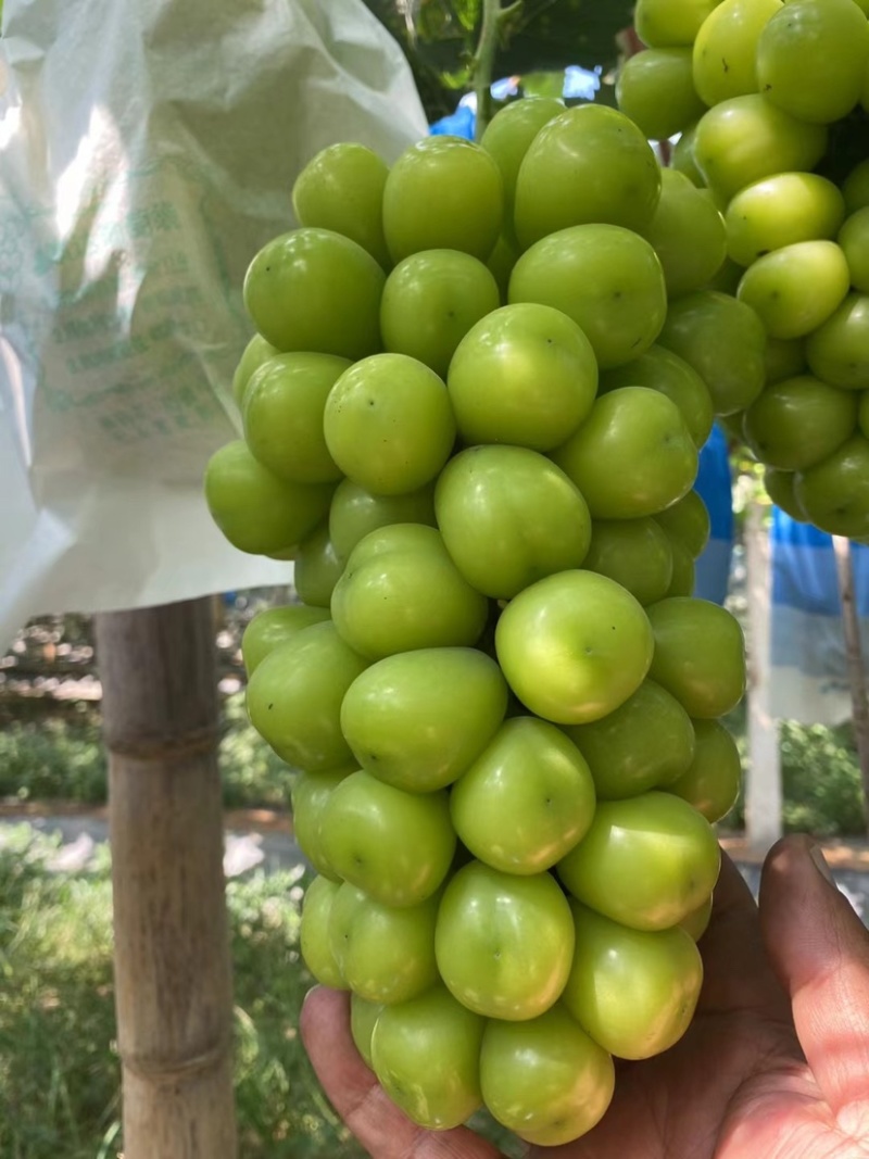 阳光玫瑰
