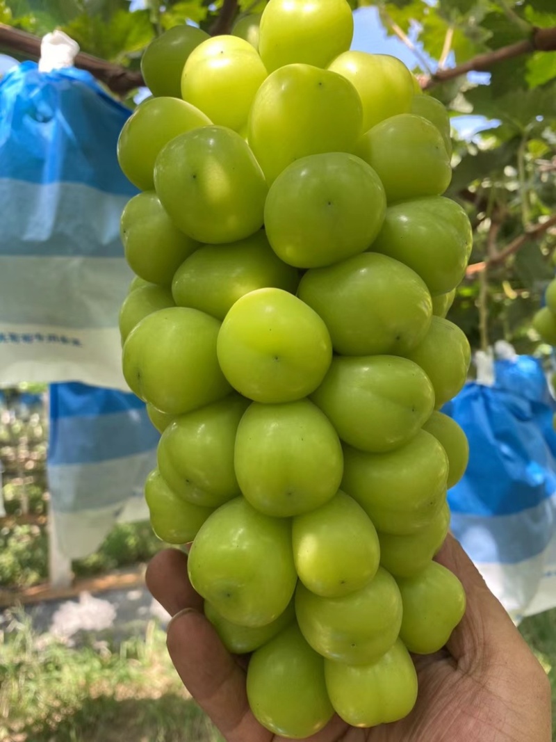 阳光玫瑰
