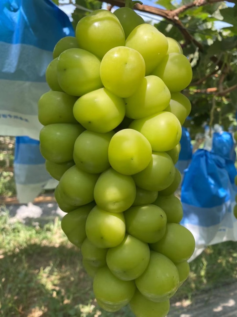 阳光玫瑰
