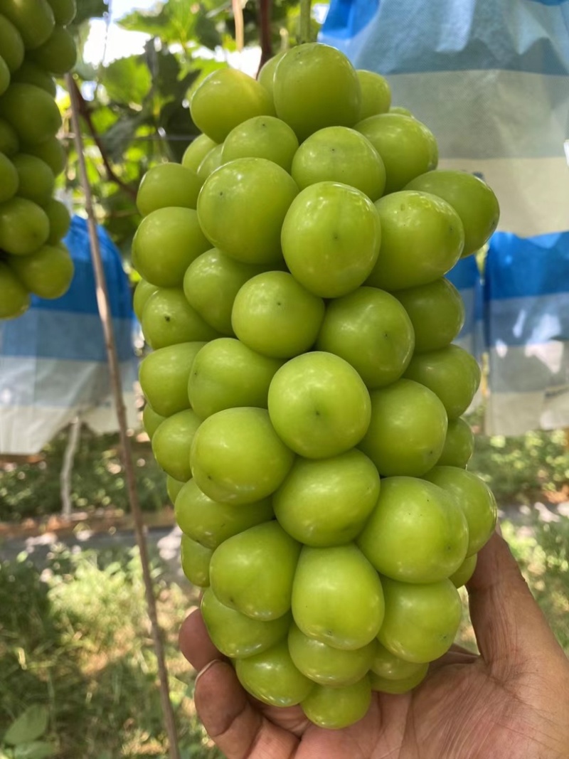 阳光玫瑰