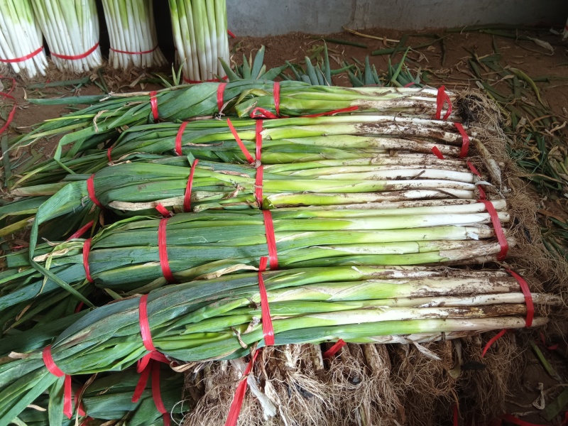 精品大葱
