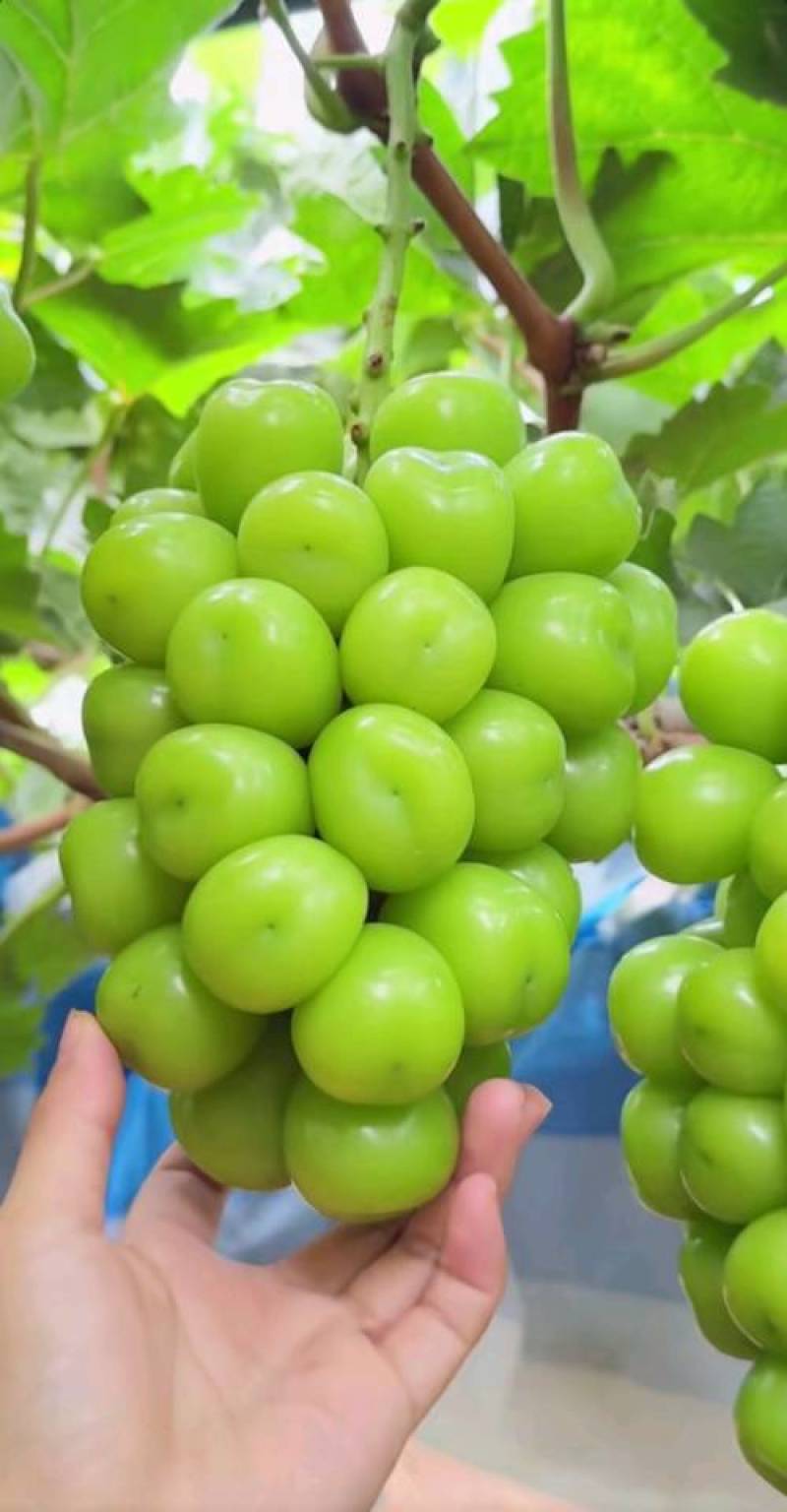 新鲜葡萄，阳光玫瑰，甜蜜多汁健康美味诚信经营