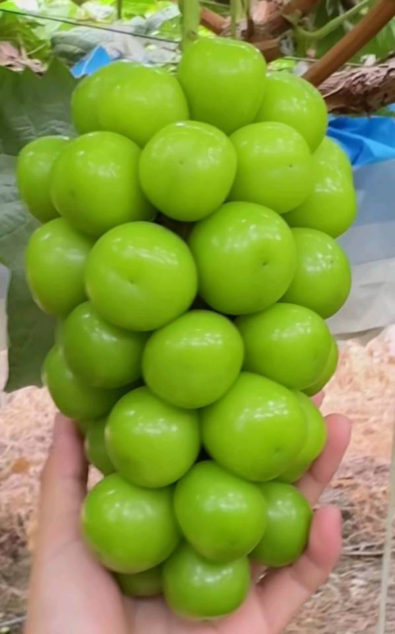 新鲜葡萄，阳光玫瑰，甜蜜多汁健康美味诚信经营