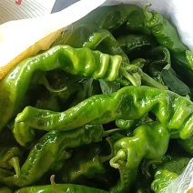 陇椒
