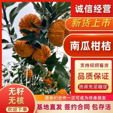 精品南瓜柑橘苗基地发货包品种包技术包成活全国发货下单