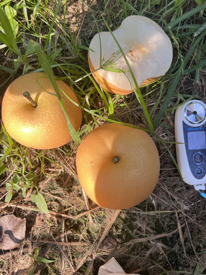 山东秋月梨🍐上市，产地直销，大量出货，恭迎前来采购