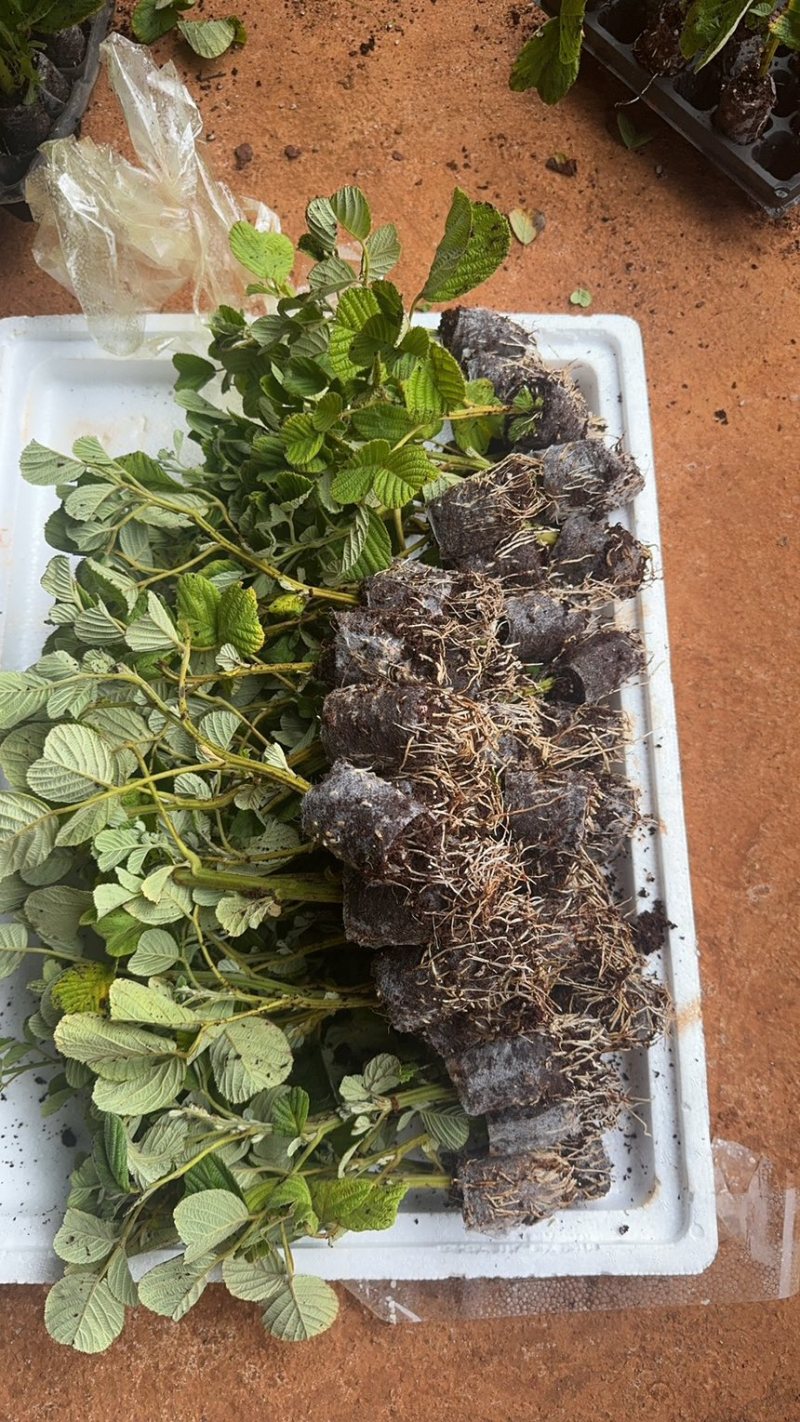 【推荐】云南优质黄泡苗黑泡苗专业种植产地直发可视频看