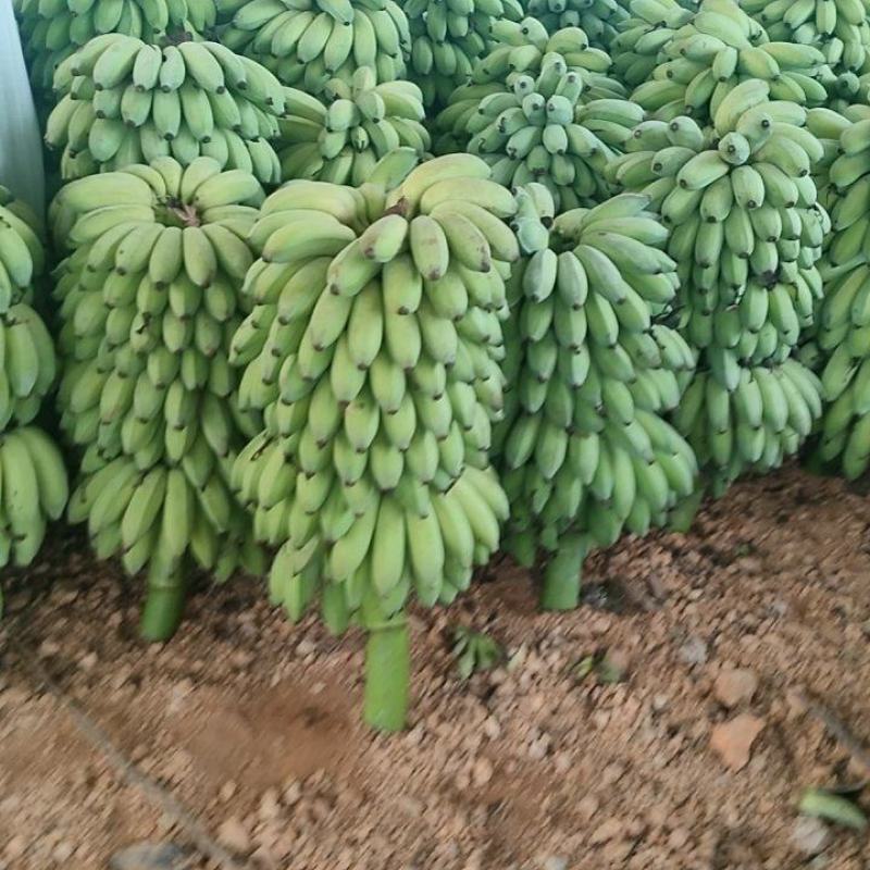 粉蕉