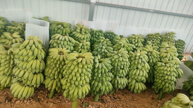 粉蕉
