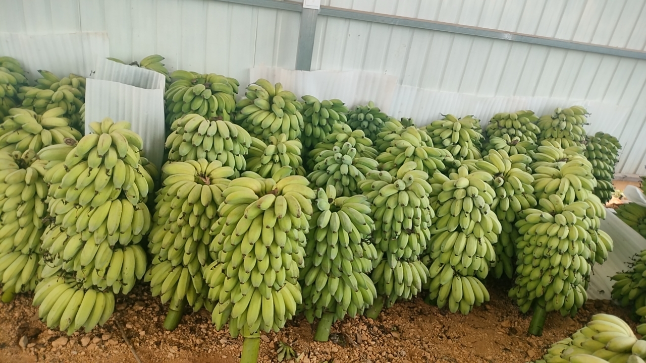 皇帝蕉的种植园实景图
