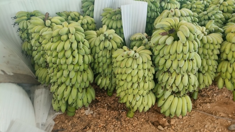 粉蕉
