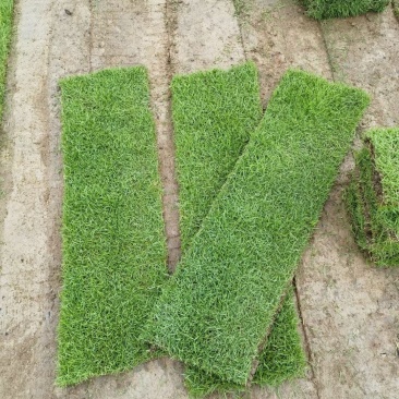 广东台湾草，马尼拉草供应台湾草价格，马尼拉草价格