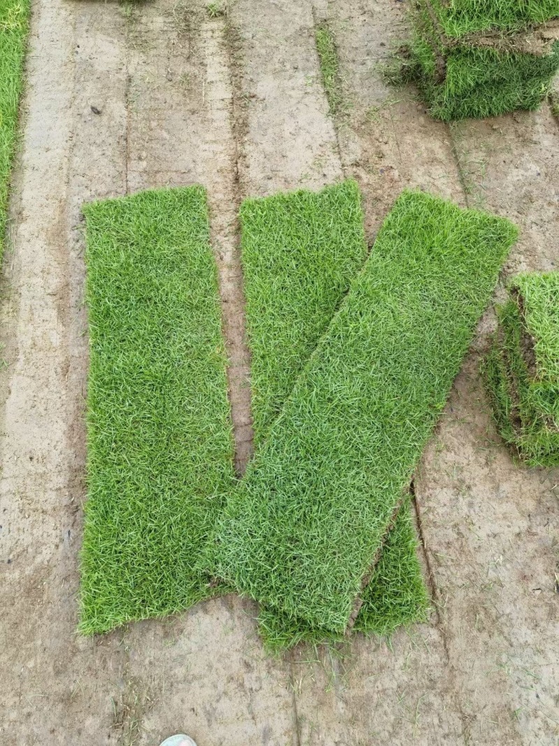广东台湾草，马尼拉草供应台湾草价格，马尼拉草价格