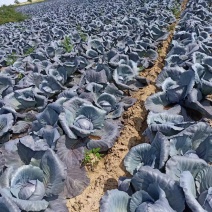 紫甘蓝全国发货基地发货无虫眼精品发货欢迎咨询