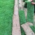 广东台湾草，马尼拉草供应台湾草价格，马尼拉草价格